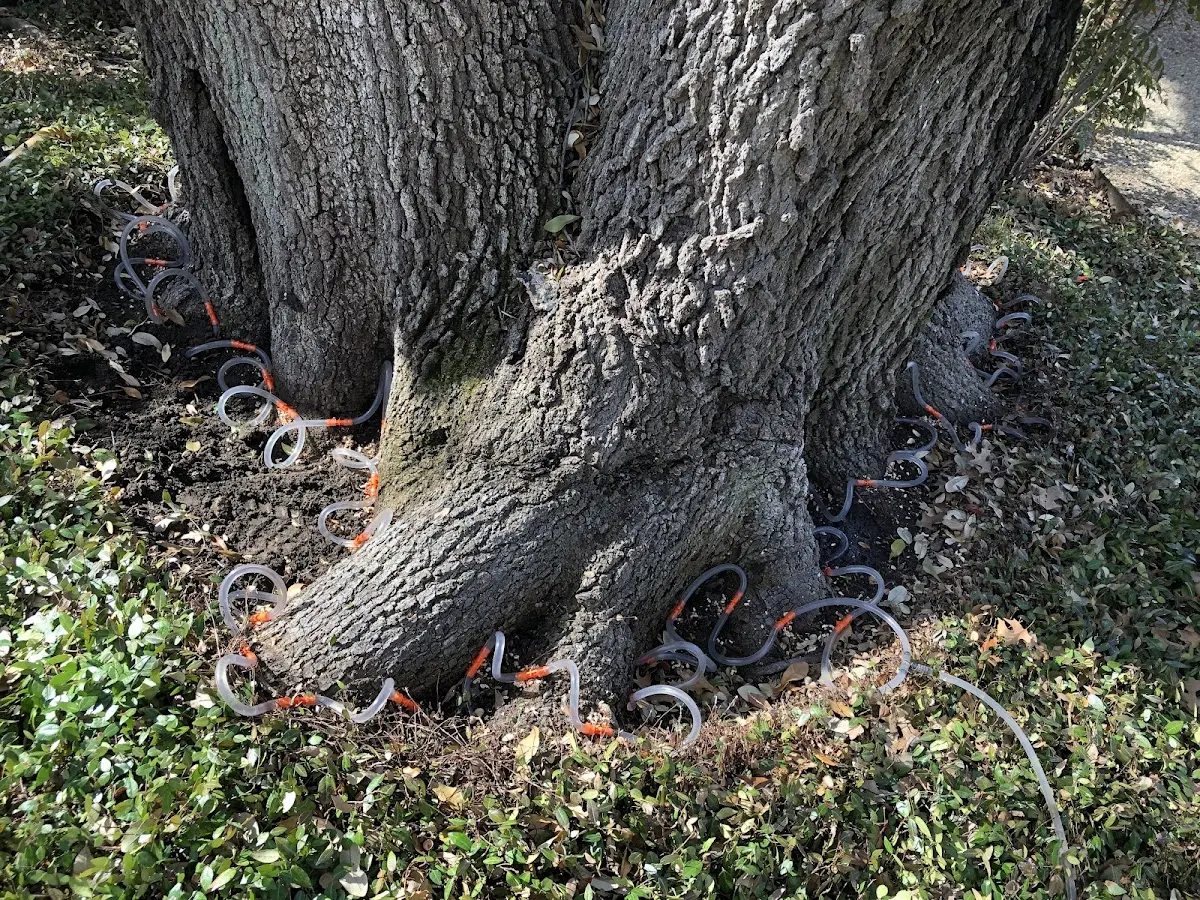 Detailed Tree Cabling and Bracing job site in Burbank
