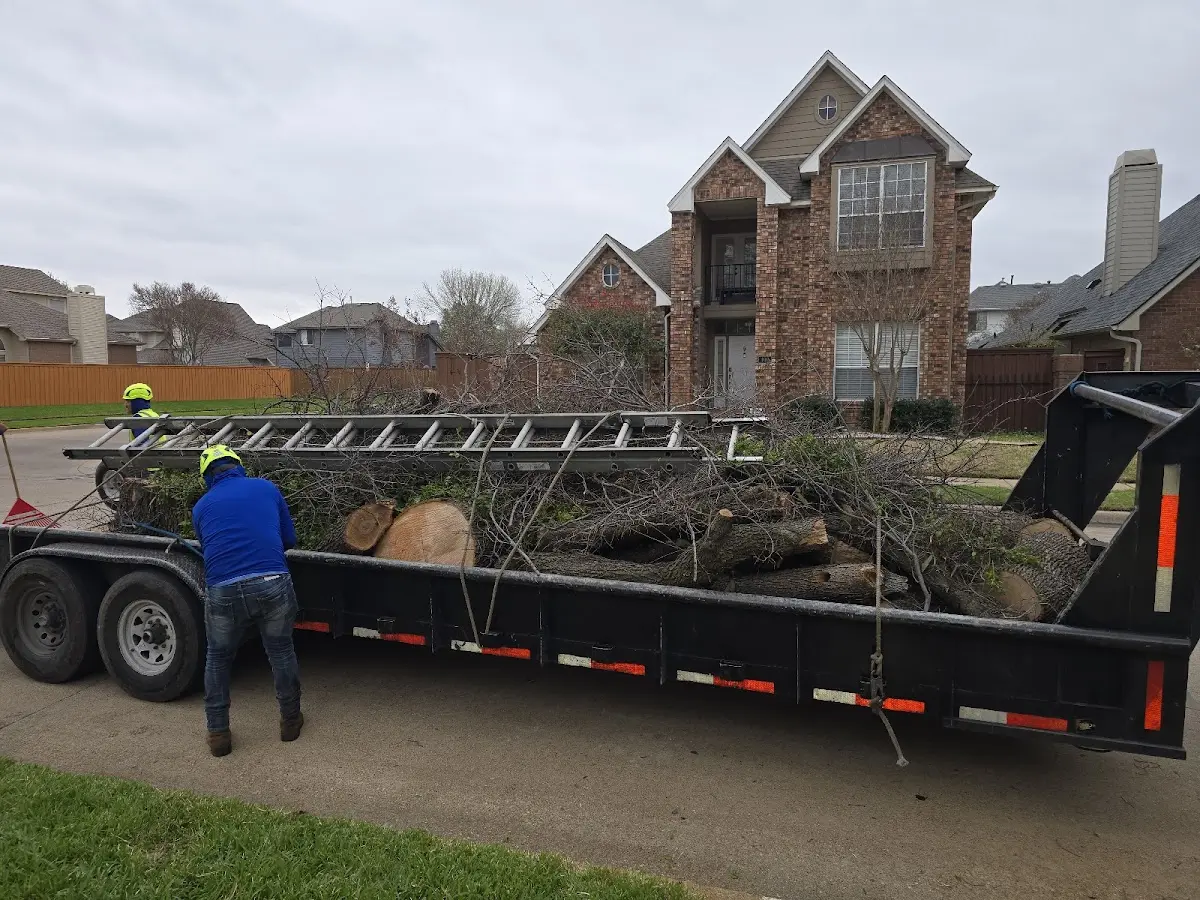 Expert Tree Removal with proper safety equipment in Burbank